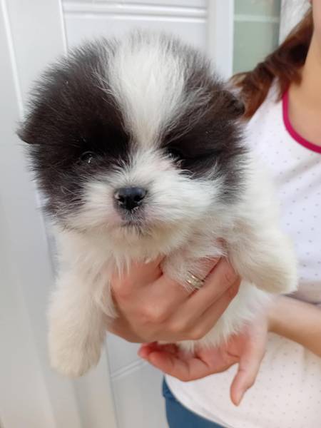 Pomeranski spic