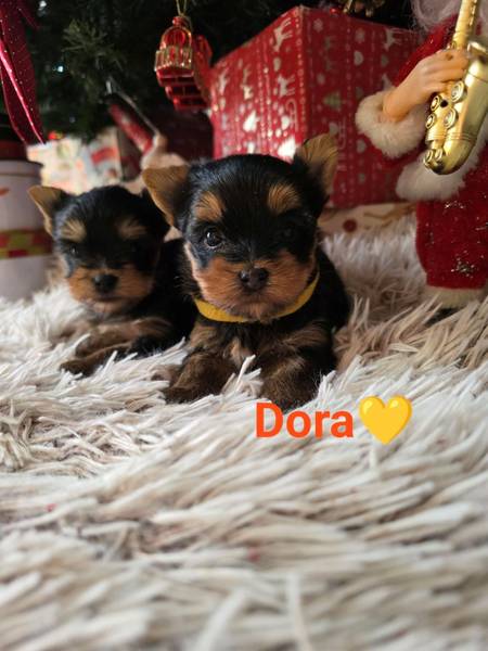 Mini Jorkširski terijeri jorki, ženkice