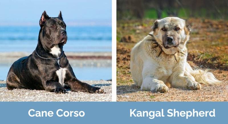 Kangal-kane korso stenci