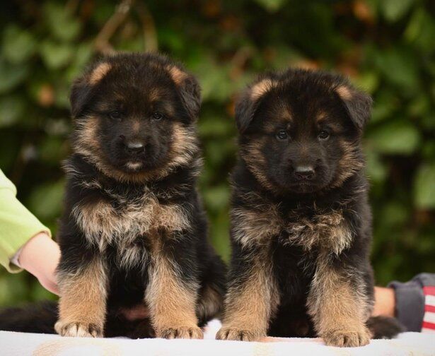 Nemački ovčar - prodaja štenaca