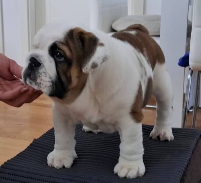 Engleski buldog prelepi stenci