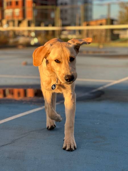 Mesanac labradora trazi dom ♥ (moguc transport)