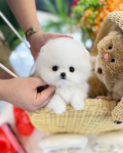 Štenci pomeranskog terijera u čajnoj šalici. whatsapp (+974-50530726)