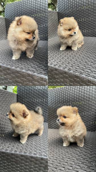 Pomeranian Boo, štene