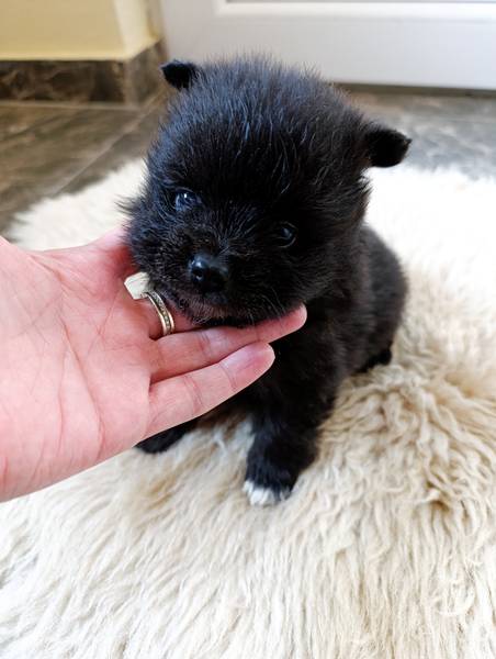 Nemacki pomeranski spic