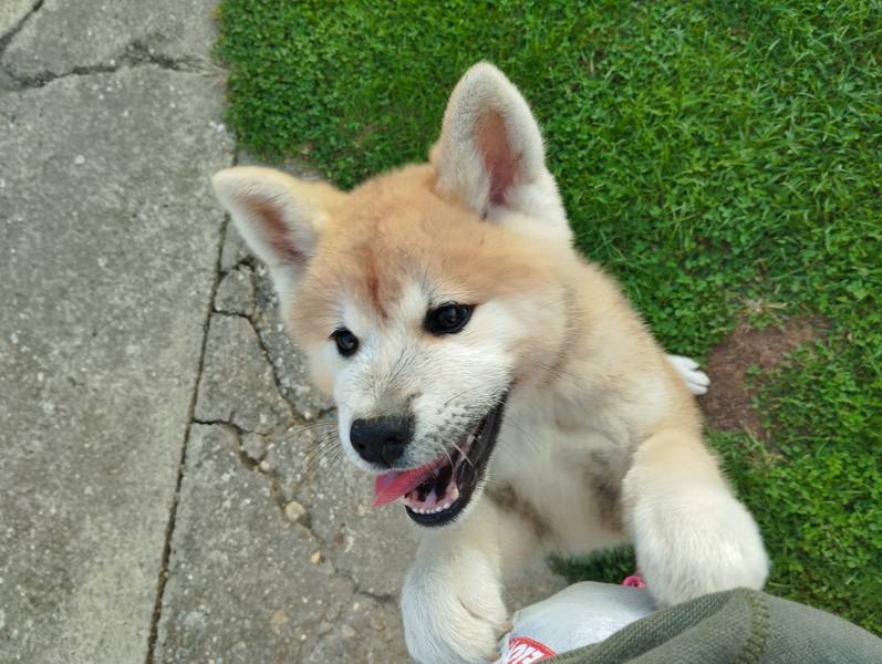 Akita Inu