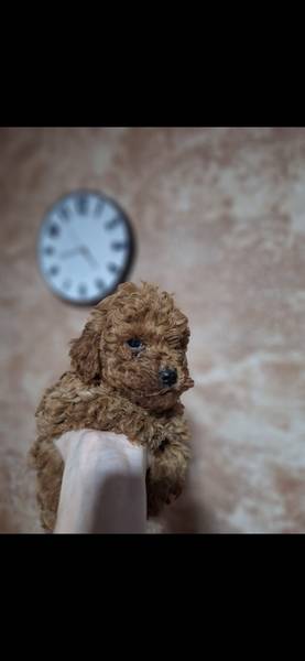 Patuljasta crvena pudla 