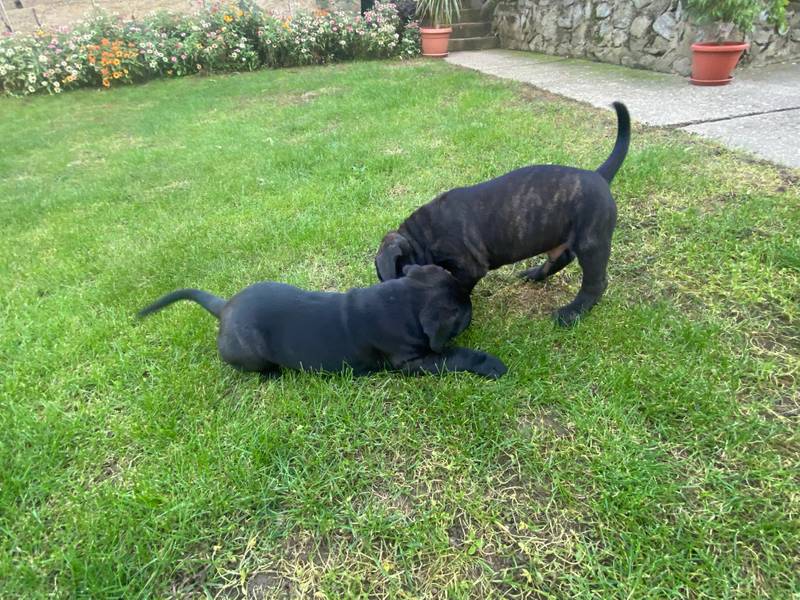 stenci cane corso