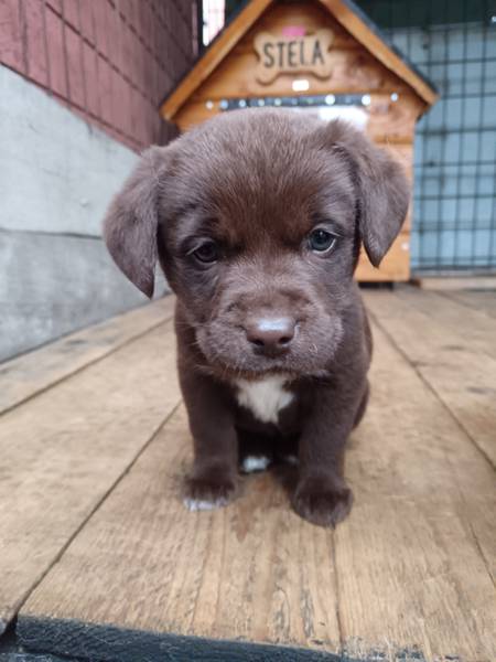 Labrador mešanci