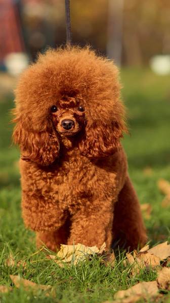 Pudle štenad na prodaju