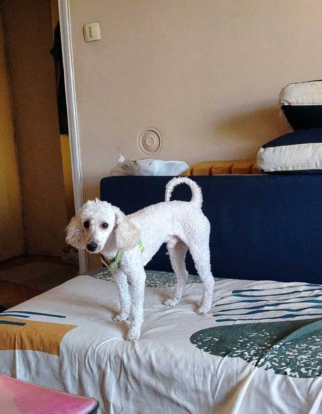 Francuska pudla-Bobi 