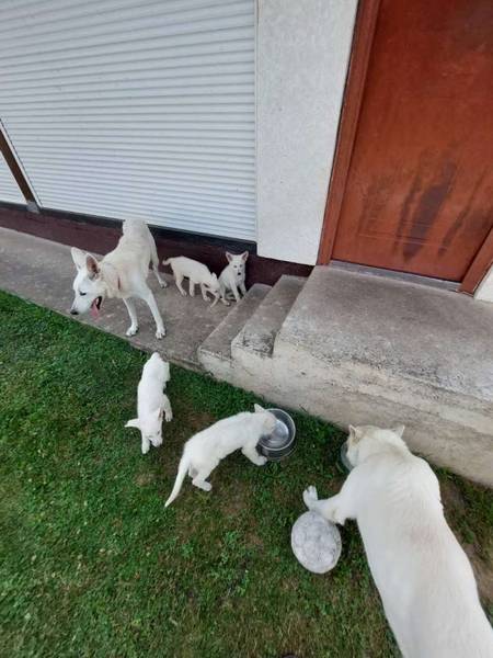 Beli švajcarski ovčar, štenci  vrhunskog porekla 