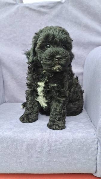 Maltipoo 