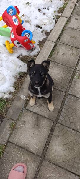 Stene zenka, mesanac