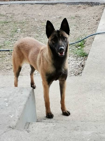 Štenci Belgijskog ovčara Malinoa