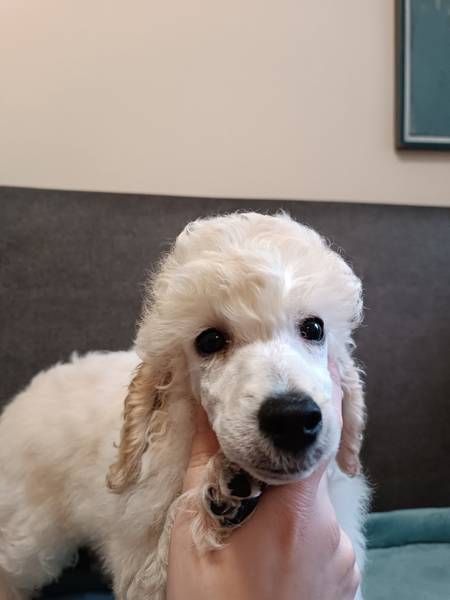 Štenci srednje pudle na prodaju