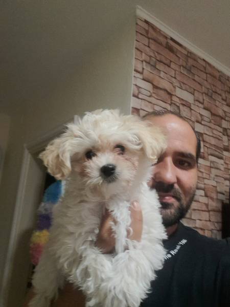 Stenci Maltipoo-a