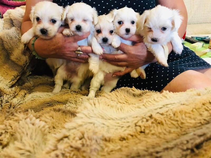 5 štenca Maltezera na prodaju