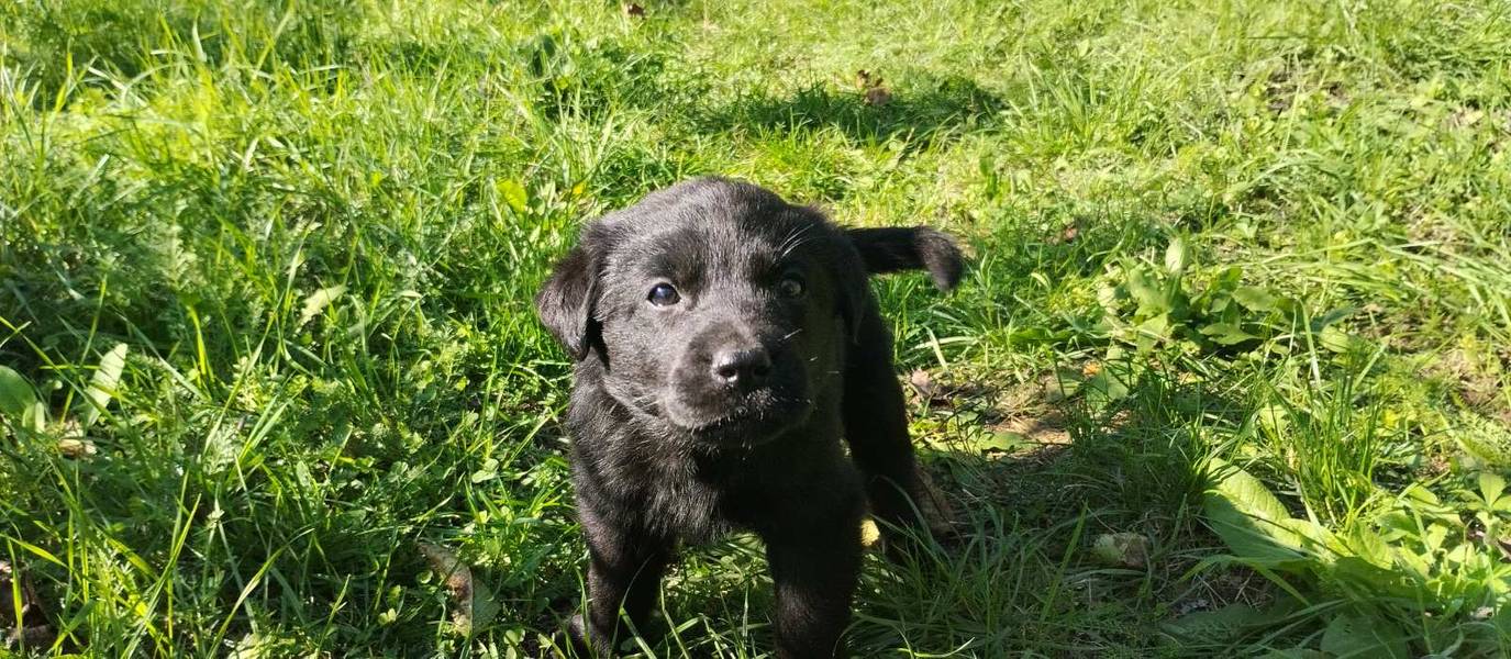 Labrador stenci na poklon ljubiteljima