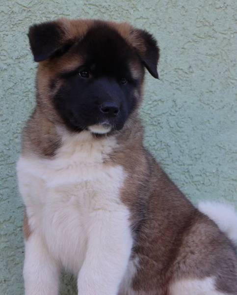 Americka Akita