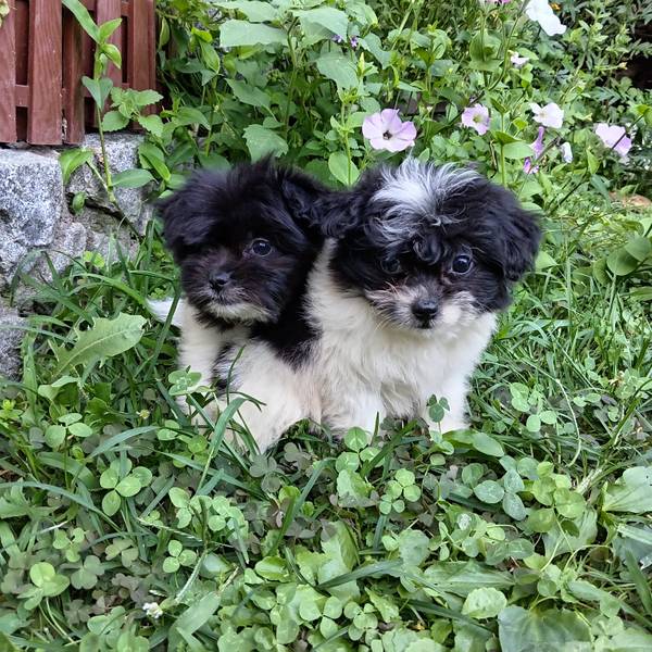 Stenci shih poma 