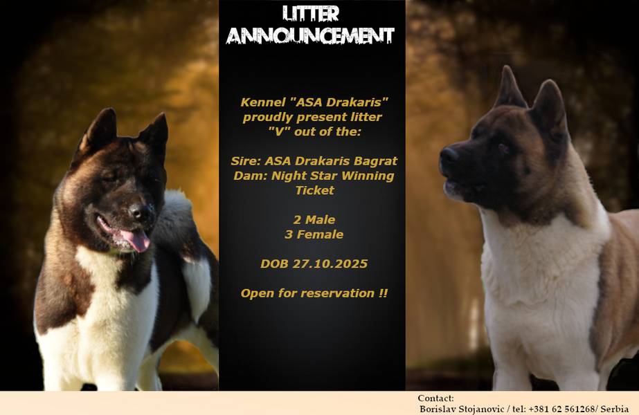 Americka Akita stenci