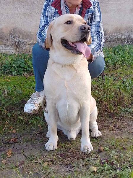 Labrador Retriver muzijak 2 godine star spreman za parenje,sa zenkom koja poseduje rodovnik.