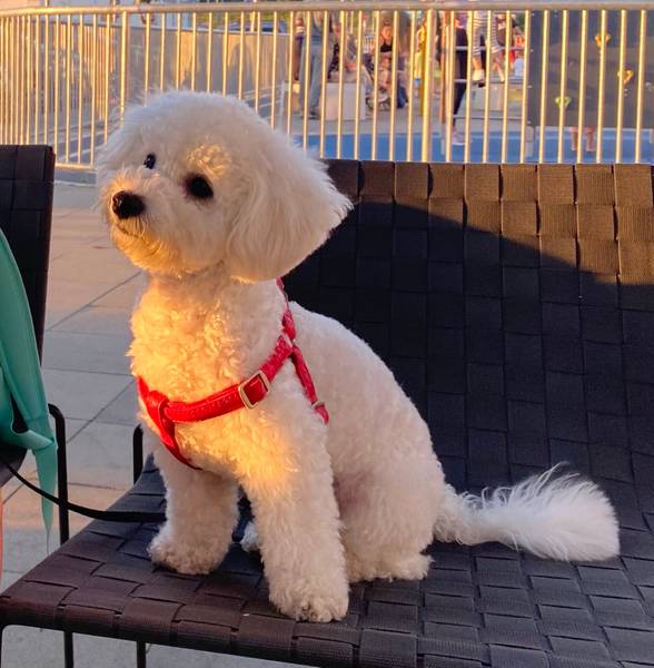 Mužjak kovrdžavog bišona za parenje