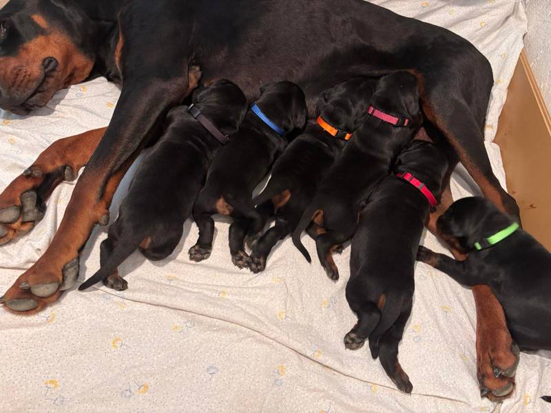 Doberman stenad V leglo