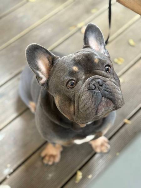 Francuski buldog parenje