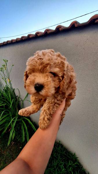Pudla