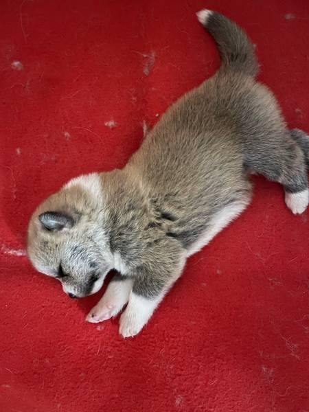 🦊 Na prodaju štenad Akita Inu