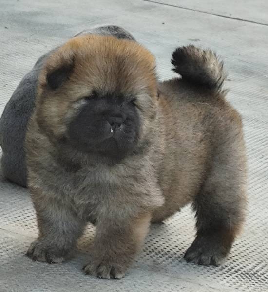 Chow Chow Cau Cau