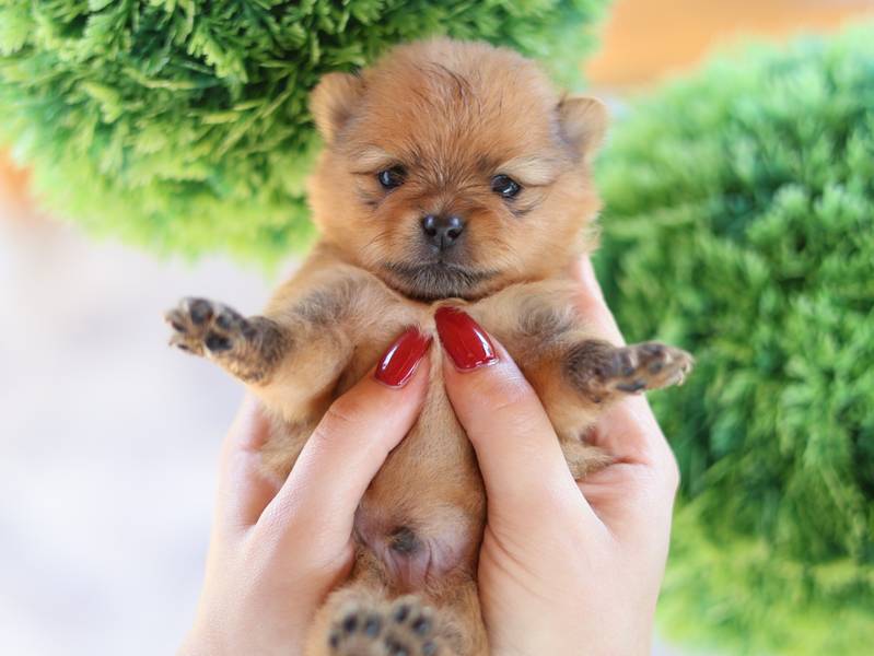 Pomeranac, pomeranski špic - štenci