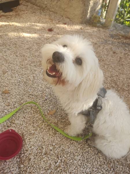 Iskusan mlad mužjak