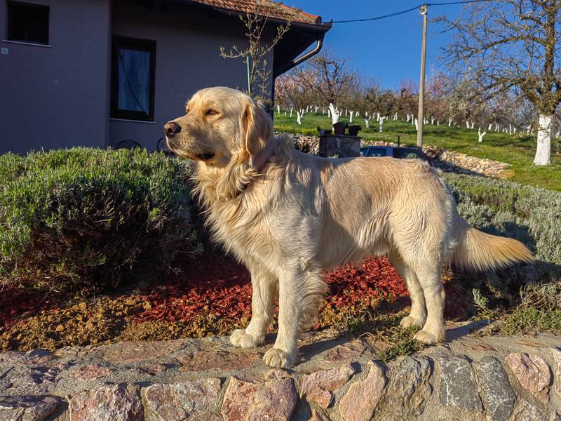 ZLATNI RETRIVER